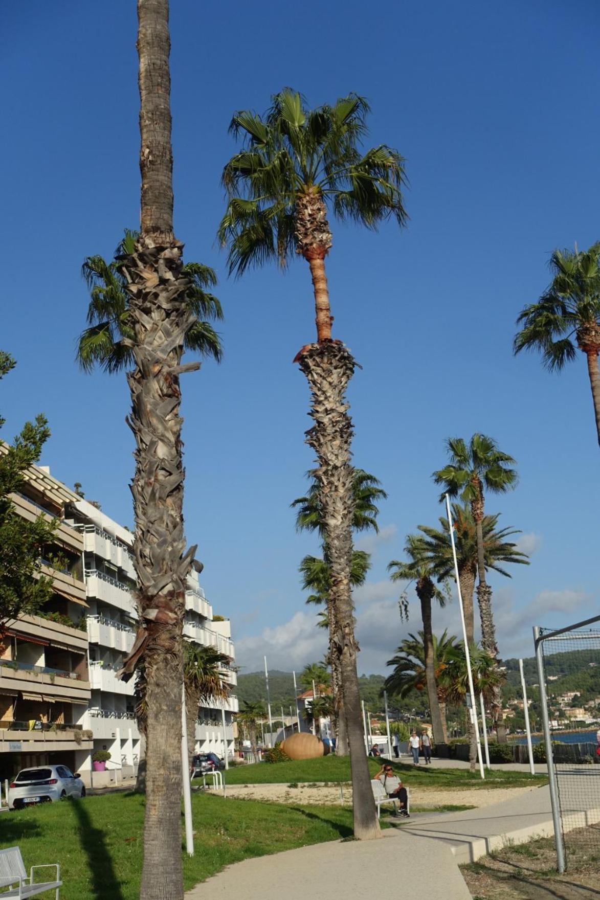 Les Jardins De Bandol, Piscine Privee, Belle Vue Mer Exterior foto